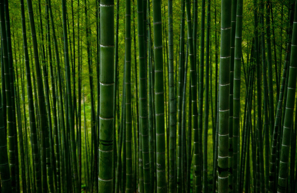 竹（バンブー）繊維は寝具におすすめ！メリットやエコロジーな理由を解説